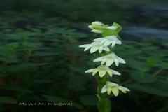 Habenaria heyneana